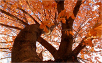 手机号轰炸在线