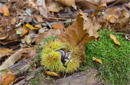 在线永久免费轰炸云呼
